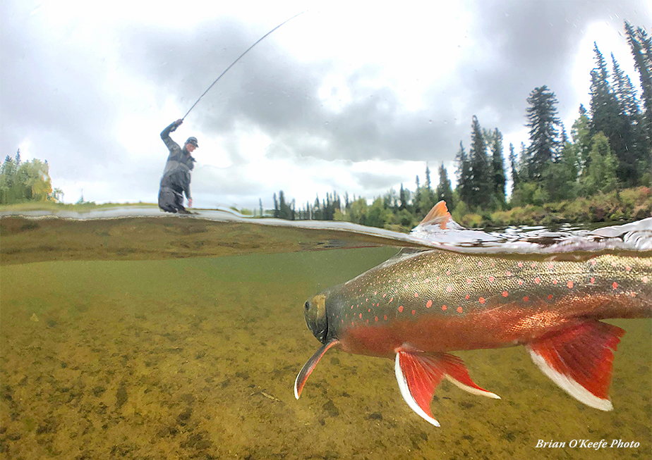 Alaska Mousing  Fly Water Travel