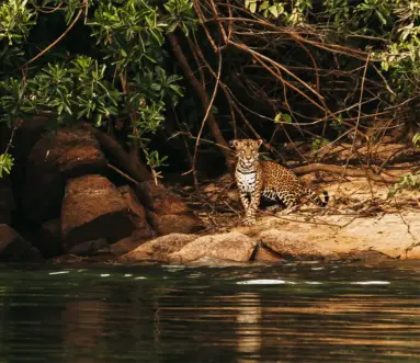 Jaguar on the side of the river at Kendjam - Rodrigo Salles photo