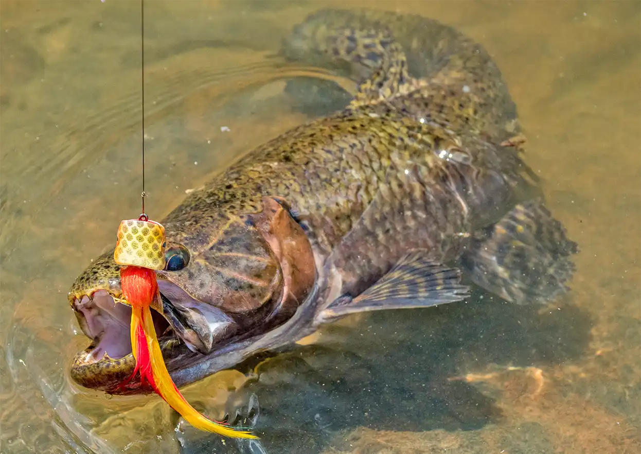 The Fly Shop Travel Image