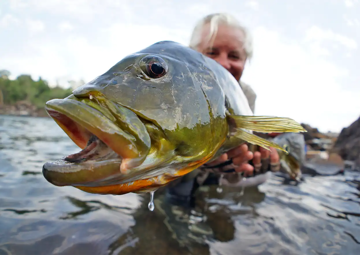 The Fly Shop Travel Image