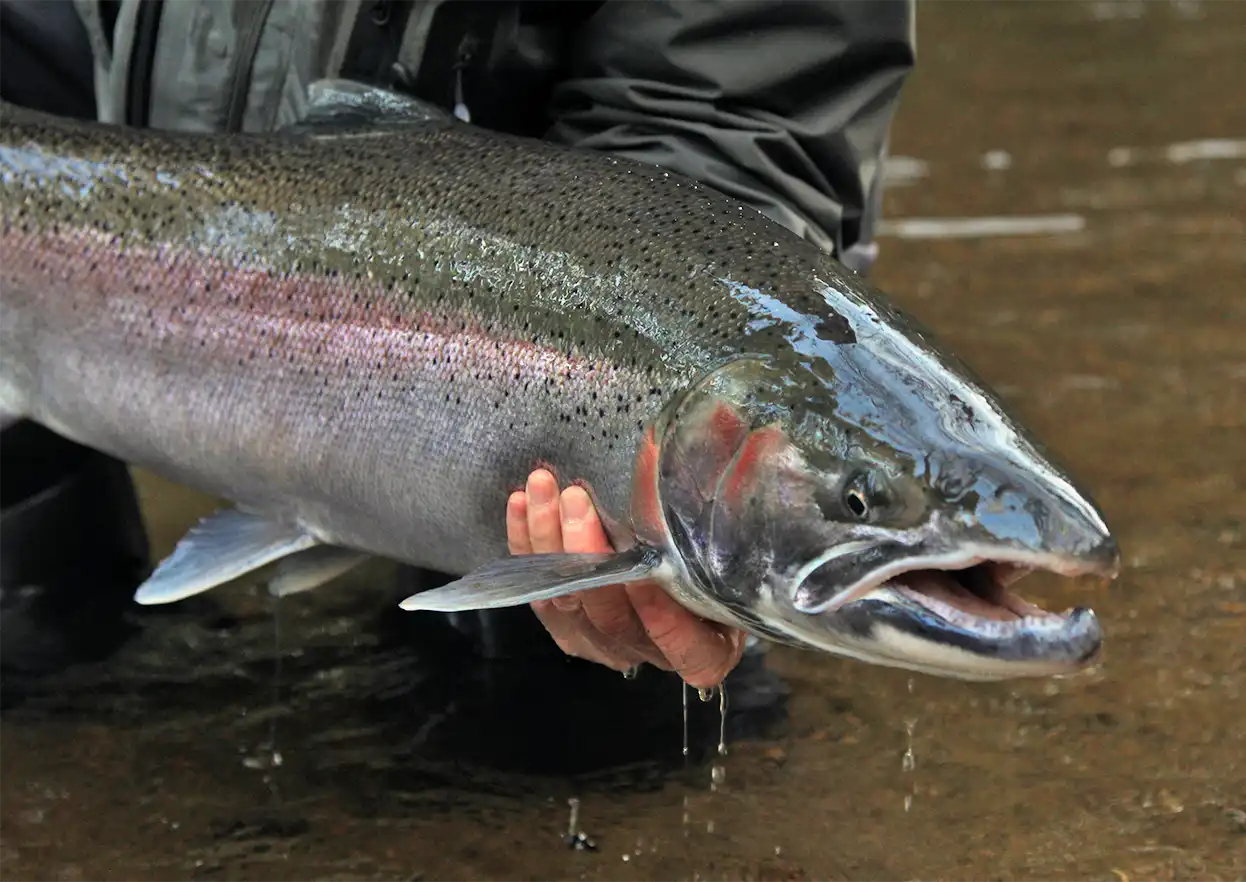 The Fly Shop Travel Image