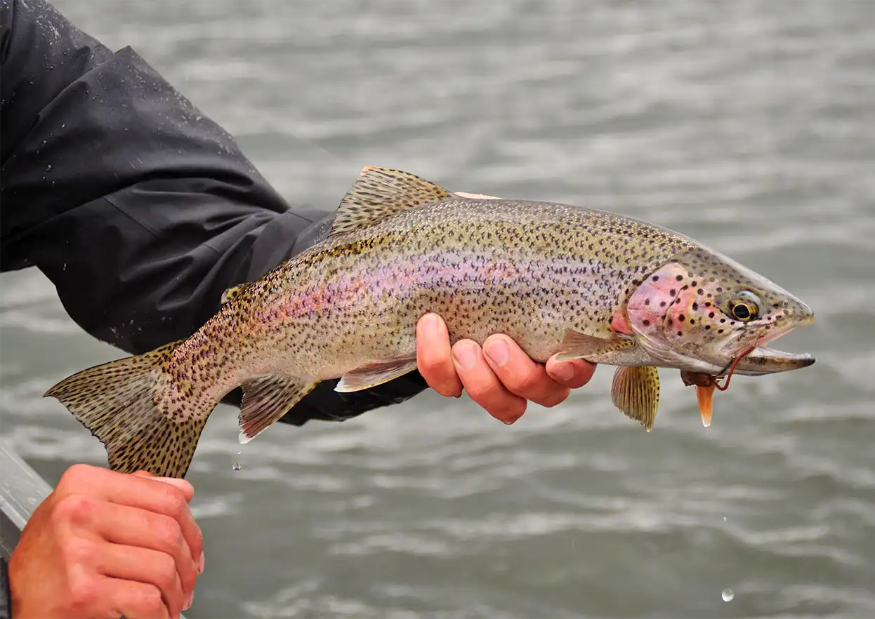 The Fly Shop Travel Image