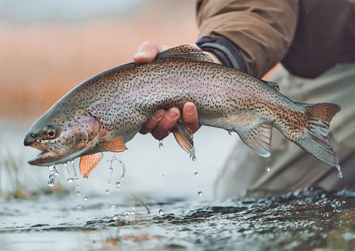 The Fly Shop Travel Image