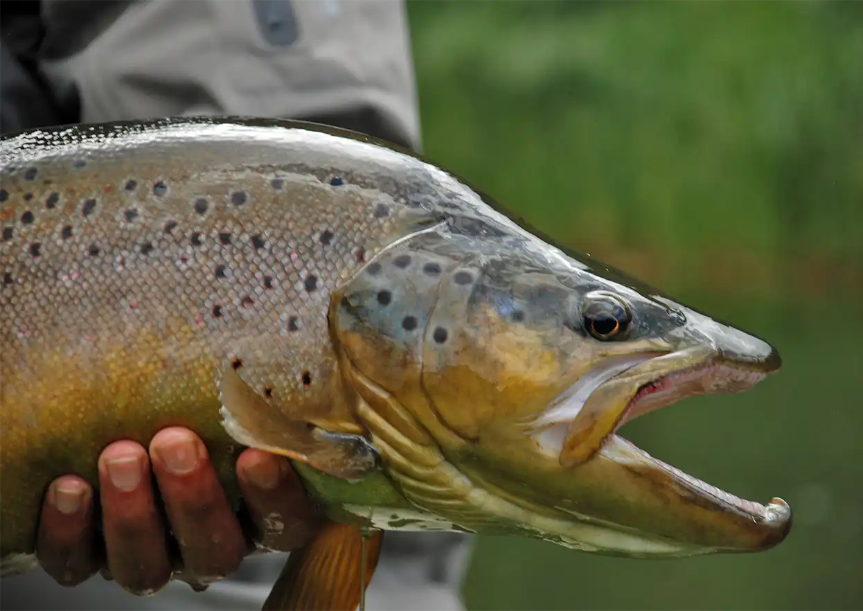 The Fly Shop Travel Image