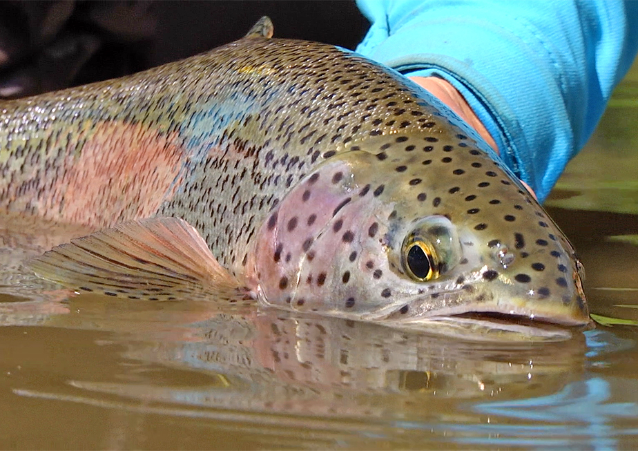 Reservations at Spatsizi Wilderness Lodge