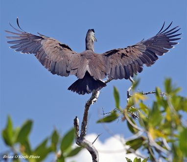 Bird viewing at Espiritu Santo Bay Lodge