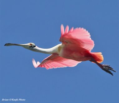 Birds at Espiritu Santo Bay Lodge