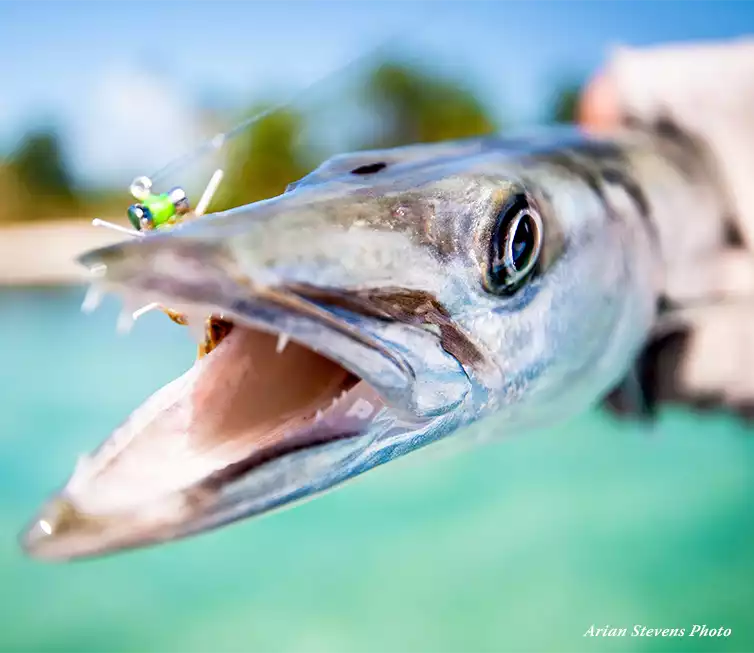 The Fly Shop Images