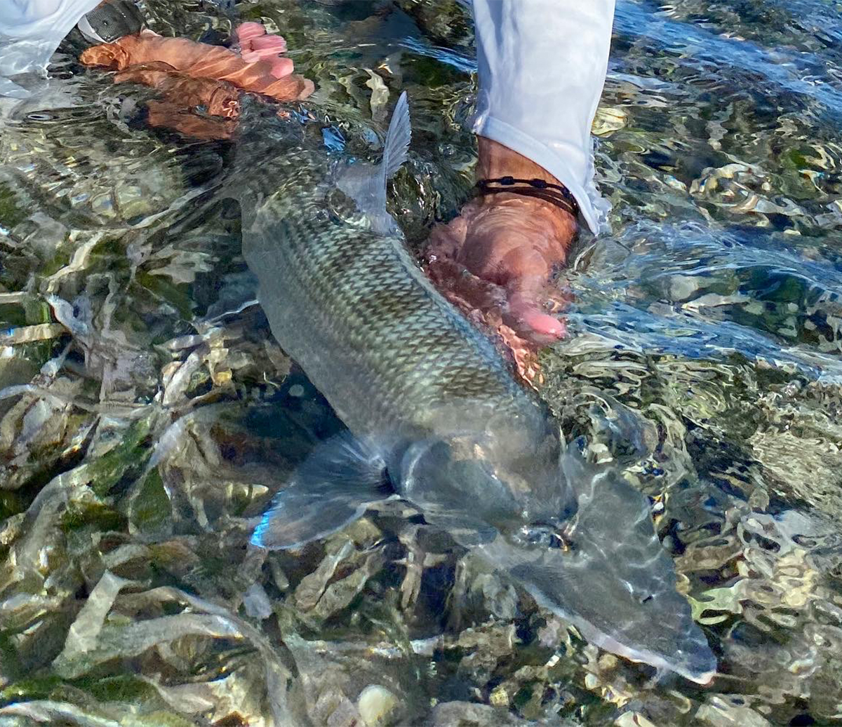 The Fly Shop Images