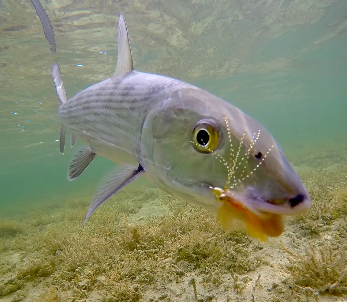 Bonefish swimming underwater with a fly in its mouth