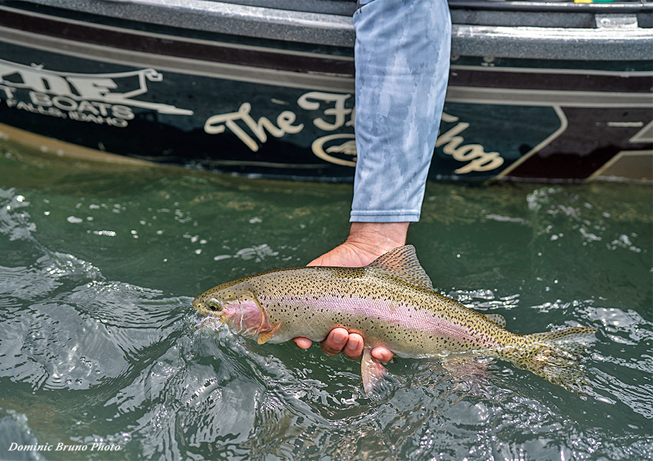 Lower Sacramento River - Guided Fishing