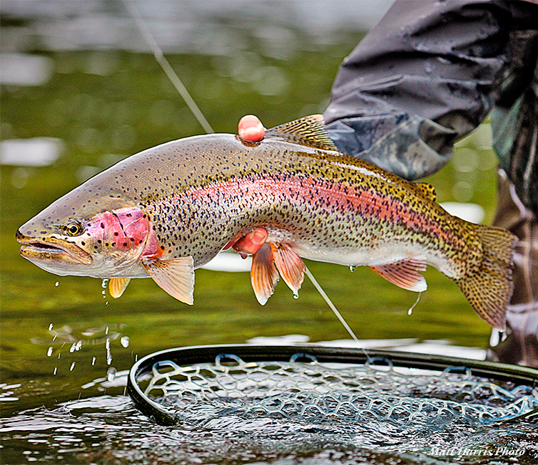 Fly Fishing for Trout - The Three Main Types of Flies
