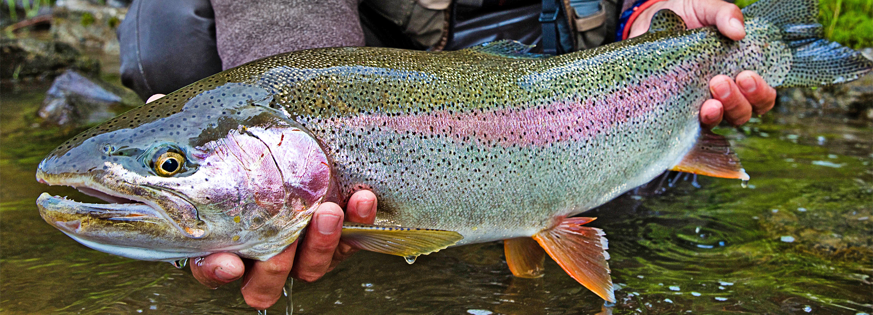Rainbow Trout Fly Fishing - Rainbow Trout Fishing Lodges