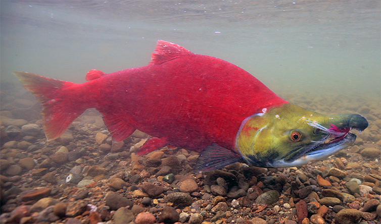 Sockeye salmon underwater with fly in it's mouth at Hoodoo