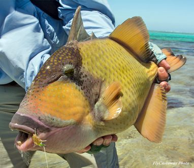 trigger fish teeth