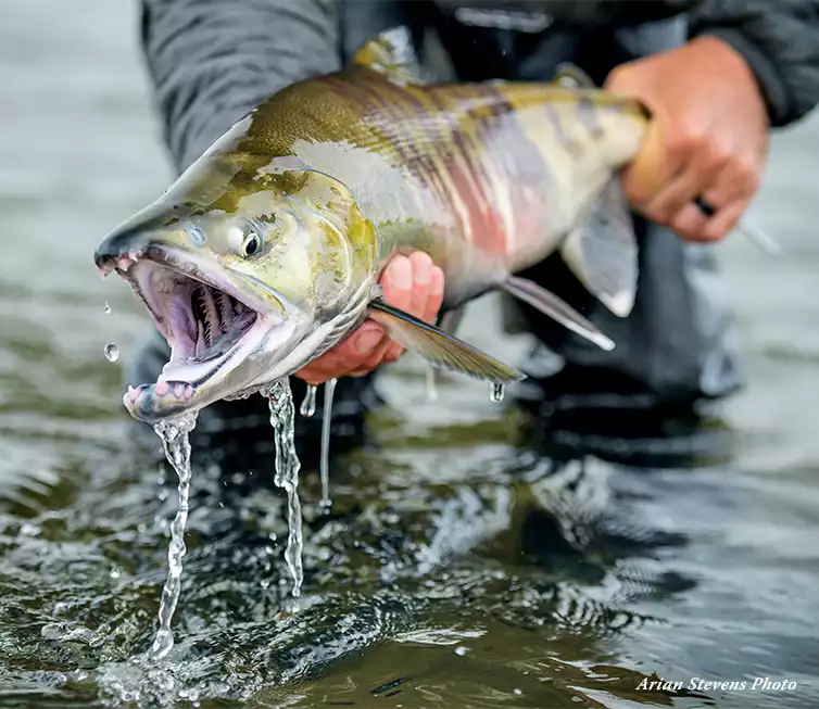 The Fly Shop Images