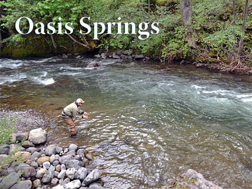 Oasis Springs Lodge Report