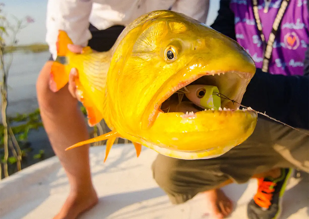 The Fly Shop Travel Image