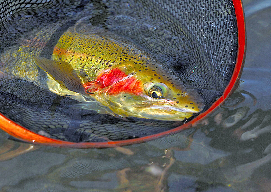 Fly Fishing Cutthroat Trout in Northern Idaho, $35 Fly Rod Review