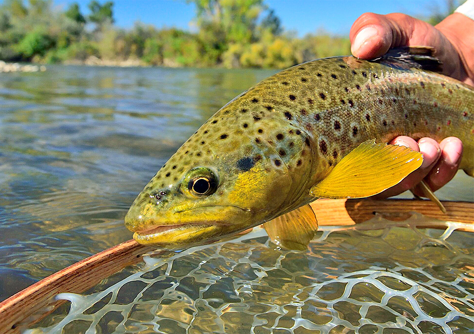 Fry and Eggs - Hawkins Outfitters - Northern Michigan Fly Fishing and  Wingshooting