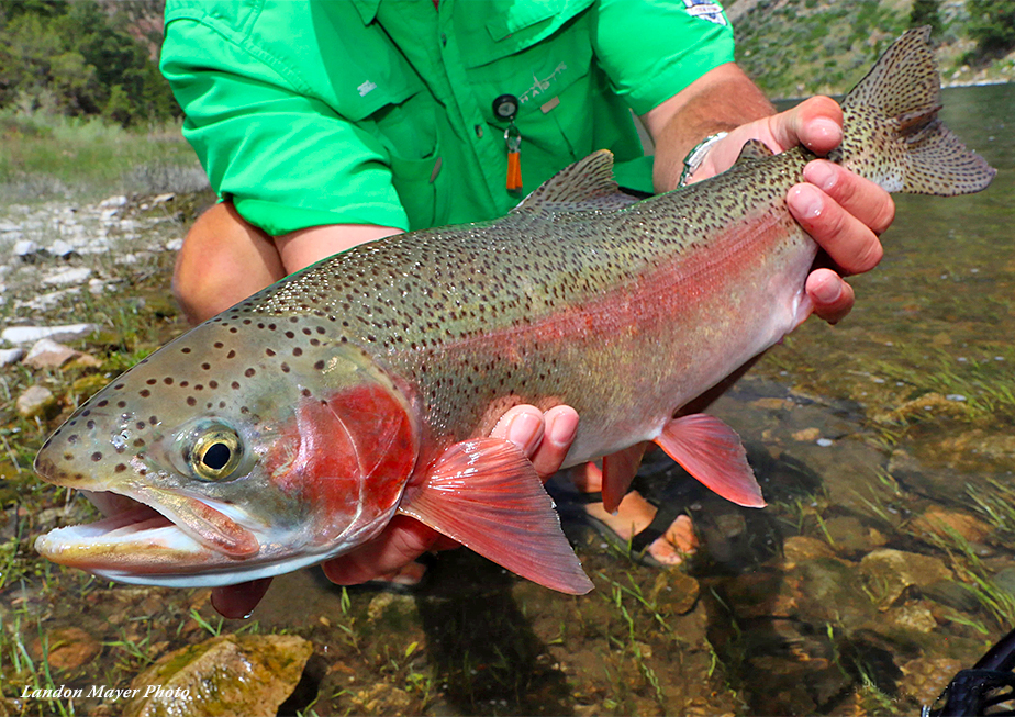 October Surprise: Fly Fishing On The Sacramento River - Fly Fisherman