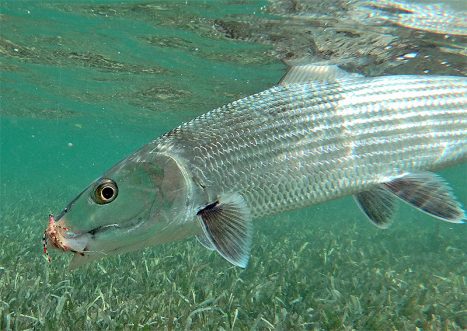 Bonefish in Belize