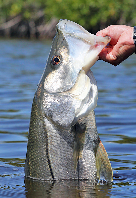 Best Flies for Fly Fishing Belize The Fly Shop