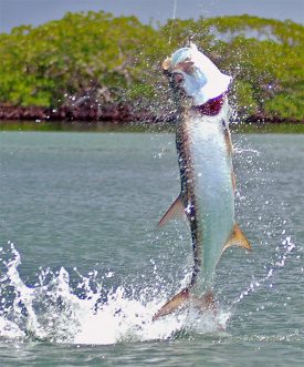 Tarpon at Turneffe Flats Lodge in Belize