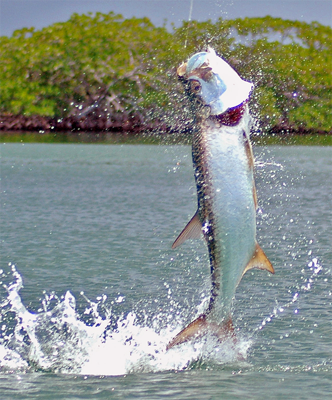 Best Flies for Fly Fishing Belize The Fly Shop
