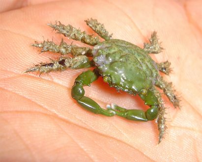 Green Crab in Belize