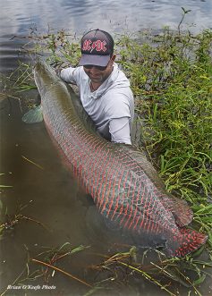 Arapaima at Pirarucú Lodge in Brazil