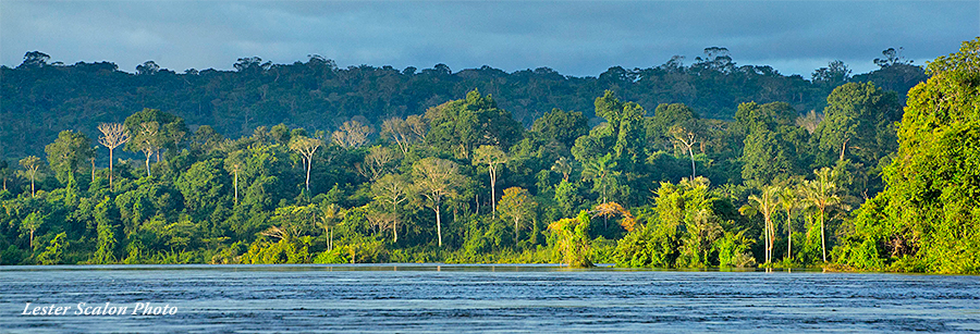 Jungles of Brazil