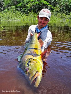 Peacock bass at Rio Marié