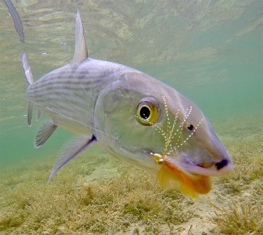 Bonefish at North Riding Point Club