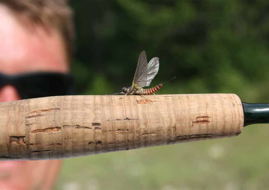 The Fly Shop Travel Image