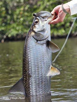 Juvenile tarpon at ESB Lodge