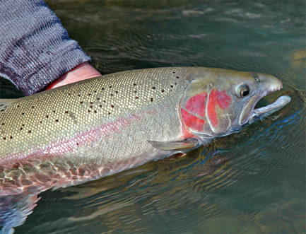 Trinity steelhead