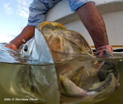 Adult Tarpon