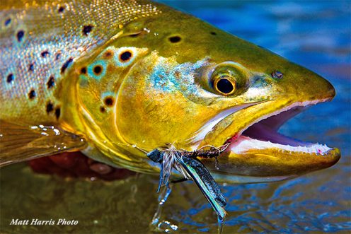 Brown trout at Patagonian Basecamp