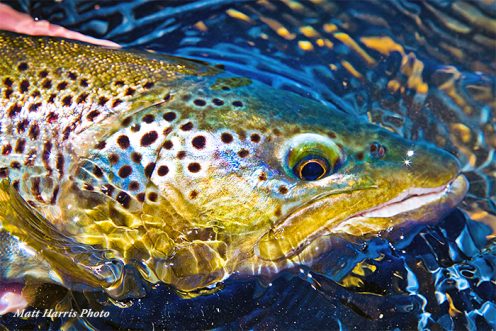 Brown trout at Patagonian Basecamp