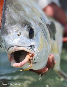 Permit with yellow eye fly at ESB Lodge