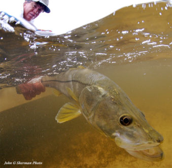 Snook release