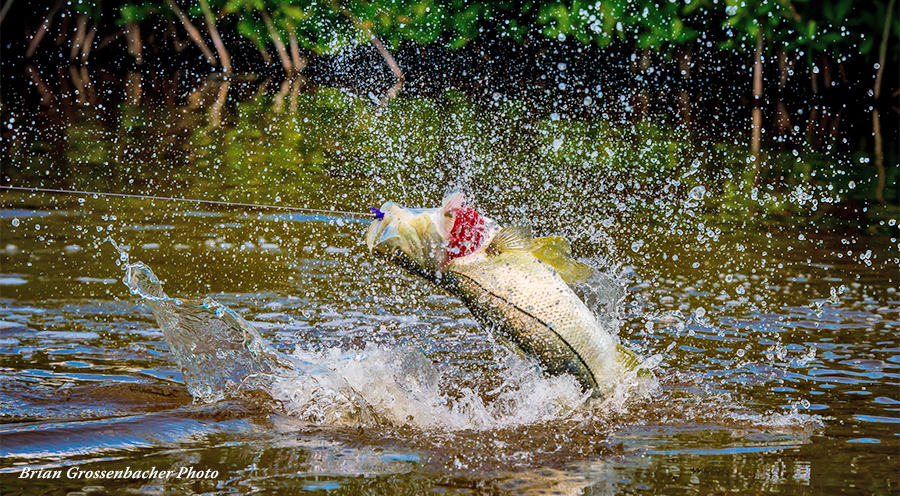 Top 5 Snook Destinations - Snook - The Fly Shop