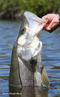 Snook at ESB Lodge