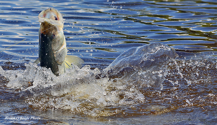 Snook at Outpost Everglades