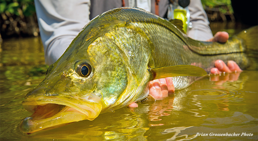 Battle of the river fishes: Snook versus bass