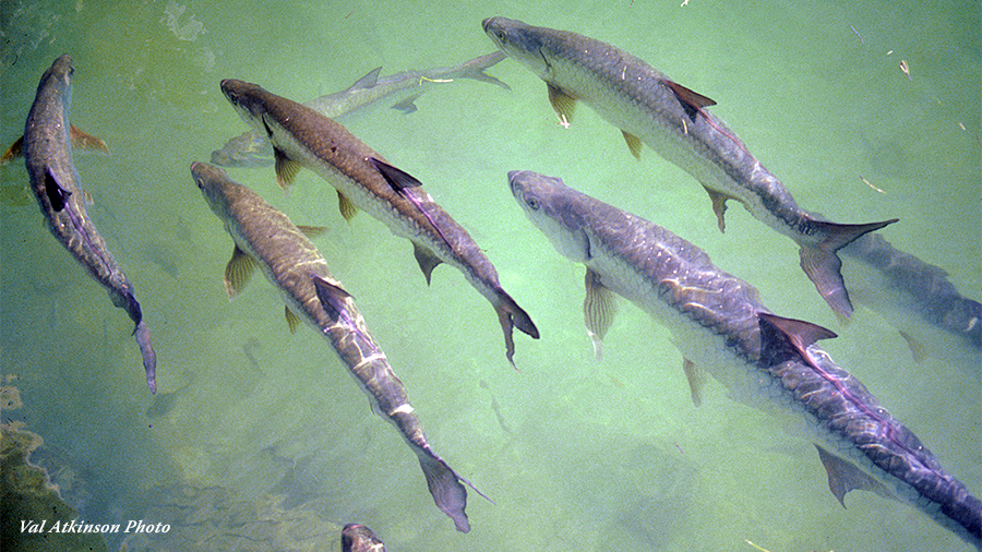 Swimming Tarpon