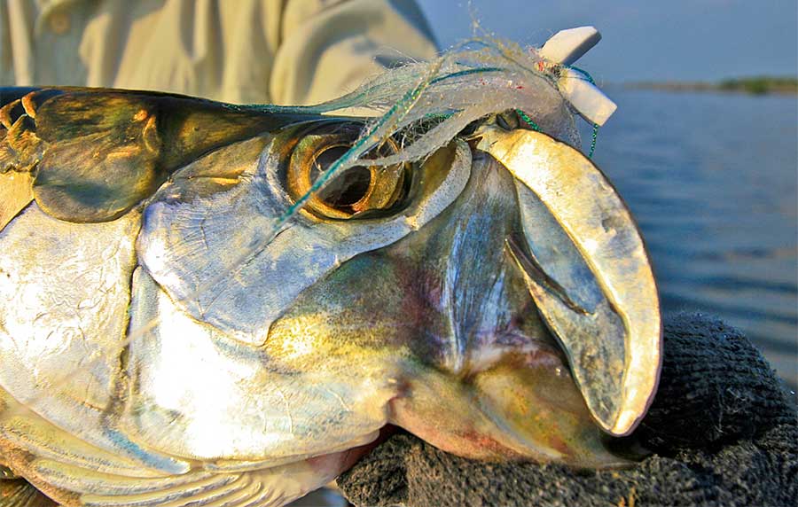 Baby Tarpon in Florida