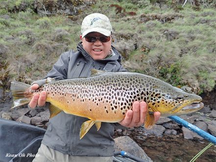 Colorado Brown Trout Hat Collection – Cody's Fish