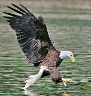 Bald Eagle at Baranof Wilderness Lodge